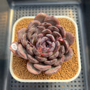 Echeveria Hybrid sp. 2" Hand-Selected Clone (Brotherly Farm Hybrid) Succulent Plant Cutting