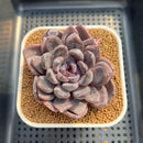 Echeveria Hybrid sp. 2" Hand-Selected Clone (Brotherly Farm Hybrid) Succulent Plant Cutting