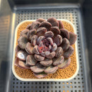 Echeveria Hybrid sp. 2" Hand-Selected Clone (Brotherly Farm Hybrid) Succulent Plant Cutting