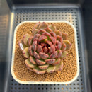 Echeveria Hybrid sp. 2" Hand-Selected Clone (Brotherly Farm Hybrid) Succulent Plant Cutting