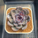 Echeveria Hybrid sp. 2" Hand-Selected Clone (Brotherly Farm Hybrid) Succulent Plant Cutting