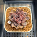 Echeveria Hybrid sp. 2" Hand-Selected Clone (Brotherly Farm Hybrid) Succulent Plant Cutting