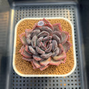 Echeveria Hybrid sp. 2" Hand-Selected Clone (Brotherly Farm Hybrid) Succulent Plant Cutting