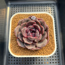 Echeveria Hybrid sp. 2" Hand-Selected Clone (Brotherly Farm Hybrid) Succulent Plant Cutting