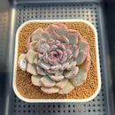 Echeveria Hybrid sp. 2" Hand-Selected Clone (Brotherly Farm Hybrid) Succulent Plant Cutting