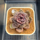 Echeveria Hybrid sp. 2" Hand-Selected Clone (Brotherly Farm Hybrid) Succulent Plant Cutting