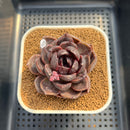 Echeveria Hybrid sp. 2" Hand-Selected Clone (Brotherly Farm Hybrid) Succulent Plant Cutting