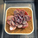 Echeveria Hybrid sp. 2" Hand-Selected Clone (Brotherly Farm Hybrid) Succulent Plant Cutting