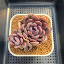 Echeveria Hybrid sp. 2" Hand-Selected Clone (Brotherly Farm Hybrid) Succulent Plant Cutting