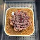 Echeveria Hybrid sp. 2" Hand-Selected Clone (Brotherly Farm Hybrid) Succulent Plant Cutting
