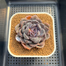 Echeveria Hybrid sp. 2" Hand-Selected Clone (Brotherly Farm Hybrid) Succulent Plant Cutting