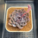 Echeveria Hybrid sp. 2" Hand-Selected Clone (Brotherly Farm Hybrid) Succulent Plant Cutting