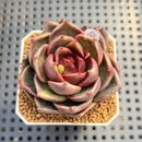 Echeveria Hybrid sp. 2" Hand-Selected Clone (Brotherly Farm Hybrid) Succulent Plant Cutting