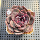 Echeveria Hybrid sp. 2" Hand-Selected Clone (Brotherly Farm Hybrid) Succulent Plant Cutting