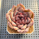 Echeveria Hybrid sp. 2" Hand-Selected Clone (Brotherly Farm Hybrid) Succulent Plant Cutting