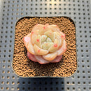 Echeveria 'Snow Porcelain' 1" Succulent Plant Cutting