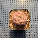 Echeveria 'Red Crystal' 1" Succulent Plant Cutting