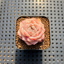 Echeveria 'Snow Tower' 1" Succulent Plant Cutting