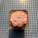 Echeveria 'Snow Tower' 1" Succulent Plant Cutting