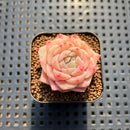 Echeveria 'Snow Tower' 1" Succulent Plant Cutting