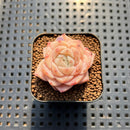 Echeveria 'Snow Tower' 1" Succulent Plant Cutting