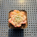 Echeveria 'White Autumn Dew' 1" Succulent Plant Cutting