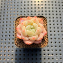Echeveria 'White Autumn Dew' 1" Succulent Plant Cutting