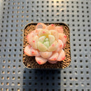 Echeveria 'White Autumn Dew' 1" Succulent Plant Cutting