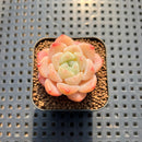 Echeveria 'White Autumn Dew' 1" Succulent Plant Cutting