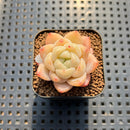 Echeveria 'White Autumn Dew' 1" Succulent Plant Cutting