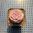Echeveria 'Magic Diamond' 1" Succulent Plant Cutting