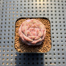 Echeveria 'Magic Diamond' 1" Succulent Plant Cutting