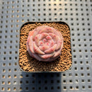 Echeveria 'Magic Diamond' 1" Succulent Plant Cutting