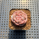 Echeveria 'Magic Diamond' 1" Succulent Plant Cutting