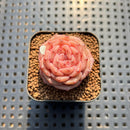 Echeveria 'Purple Mood' 1" Succulent Plant Cutting