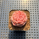 Echeveria 'Purple Mood' 1" Succulent Plant Cutting