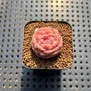 Echeveria 'Purple Mood' 1" Succulent Plant Cutting