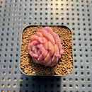 Echeveria 'Purple Mood' 1" Succulent Plant Cutting
