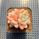 Echeveria 'Frost Flower' 2" Succulent Plant Cutting