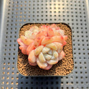 Echeveria 'Frost Flower' 2" Succulent Plant Cutting