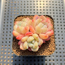 Echeveria 'Frost Flower' 2" Succulent Plant Cutting
