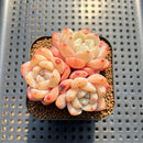 Echeveria 'Frost Flower' 2" Succulent Plant Cutting