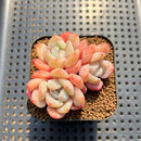 Echeveria 'Frost Flower' 2" Succulent Plant Cutting