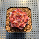 Echeveria 'Chongqing Forest' 2" Succulent Plant Cutting