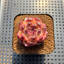 Echeveria 'Chongqing Forest' 2" Succulent Plant Cutting