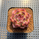Echeveria 'Chongqing Forest' 2" Succulent Plant Cutting