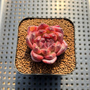 Echeveria 'Chongqing Forest' 2" Succulent Plant Cutting