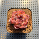 Echeveria 'Chongqing Forest' 2" Succulent Plant Cutting