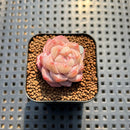 Echeveria 'Song' 1" Succulent Plant Cutting
