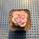 Echeveria 'Song' 1" Succulent Plant Cutting
